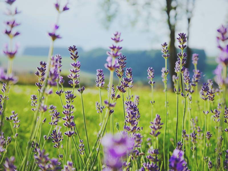 Approches naturelles et naturopathie : un retour aux sources pour être en santé